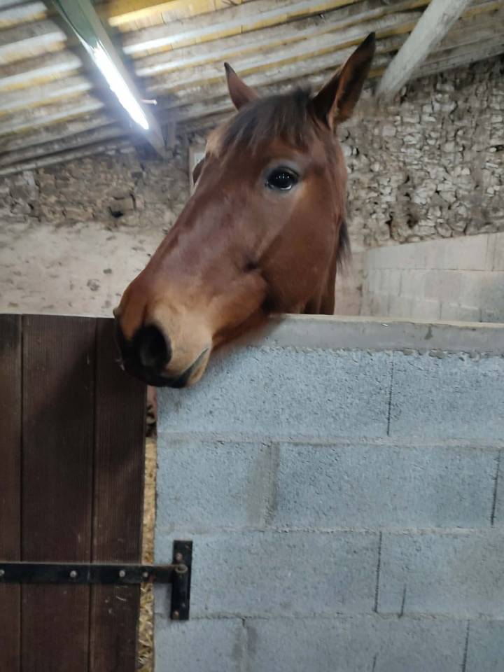 Caballo castrado Trot&oacute;n Franc&eacute;s En venta 2016 Bayo por VOYAGE DE REVE