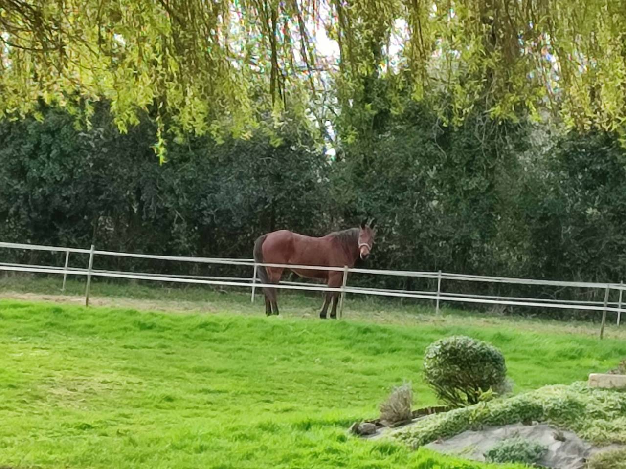 Caballo castrado Trot&oacute;n Franc&eacute;s En venta 2016 Bayo por VOYAGE DE REVE