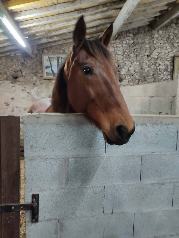 Caballo castrado Trot&oacute;n Franc&eacute;s En venta 2016 Bayo por VOYAGE DE REVE