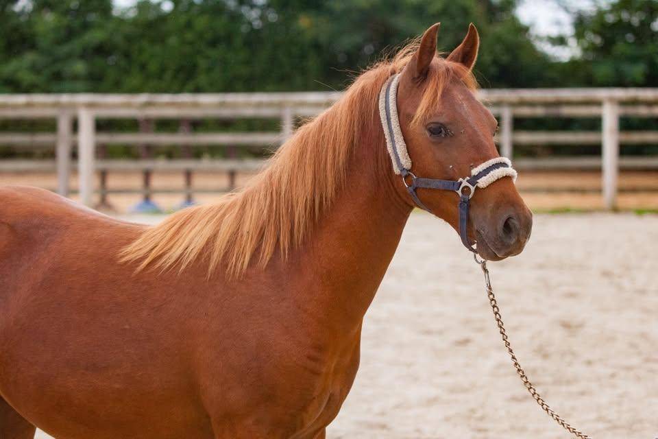 Yegua New Forest En venta 2025 Alaz&aacute;n por L'ancelot du m&eacute;nage