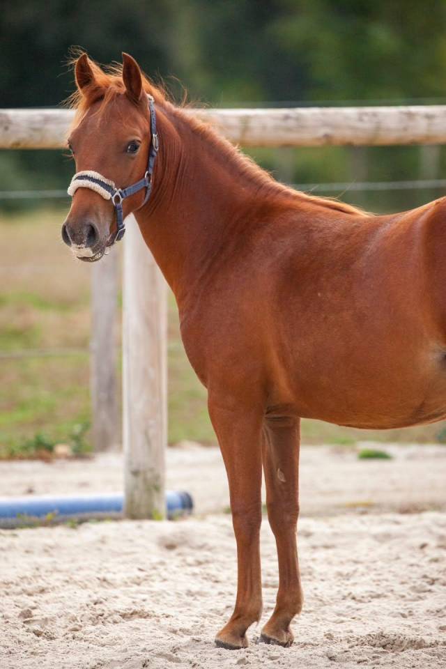 Yegua New Forest En venta 2025 Alaz&aacute;n por L'ancelot du m&eacute;nage