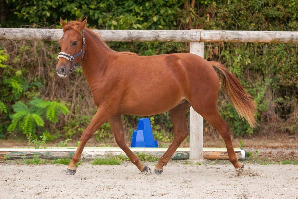 Yegua New Forest En venta 2025 Alaz&aacute;n por L'ancelot du m&eacute;nage