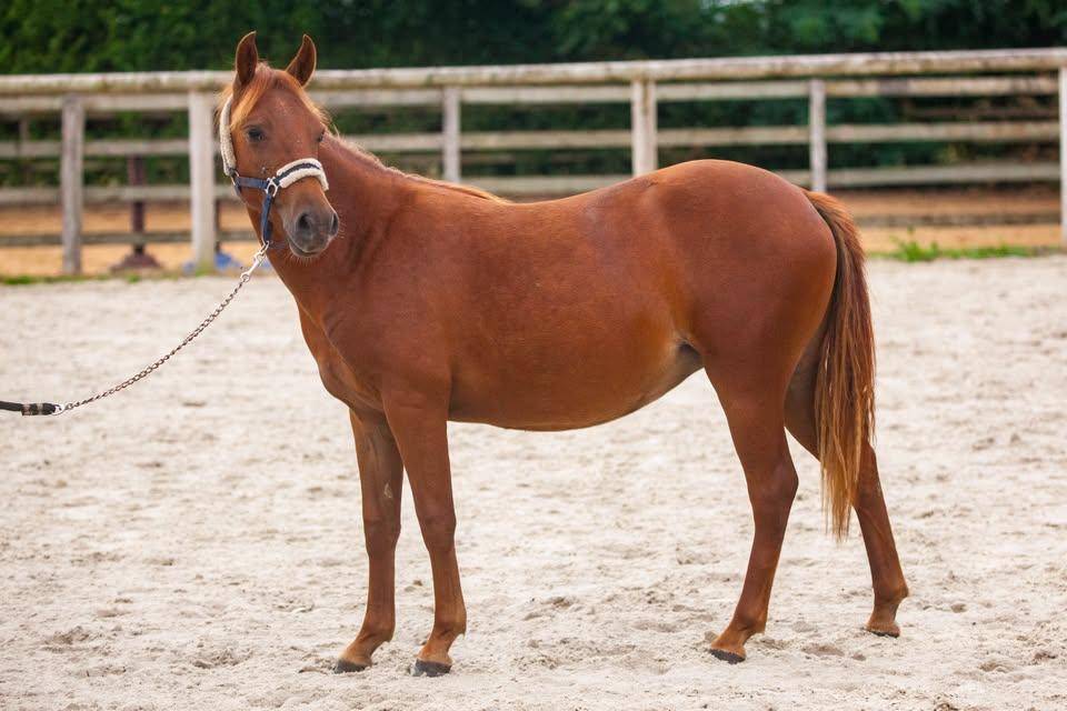 Yegua New Forest En venta 2025 Alaz&aacute;n por L'ancelot du m&eacute;nage