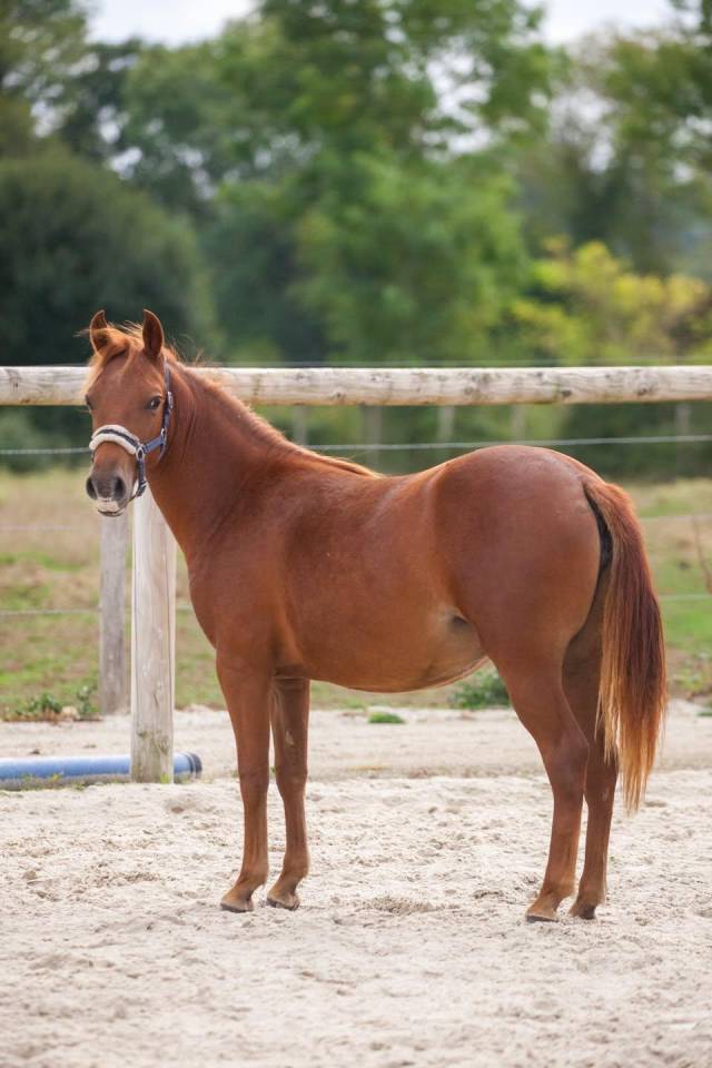 Yegua New Forest En venta 2025 Alaz&aacute;n por L'ancelot du m&eacute;nage