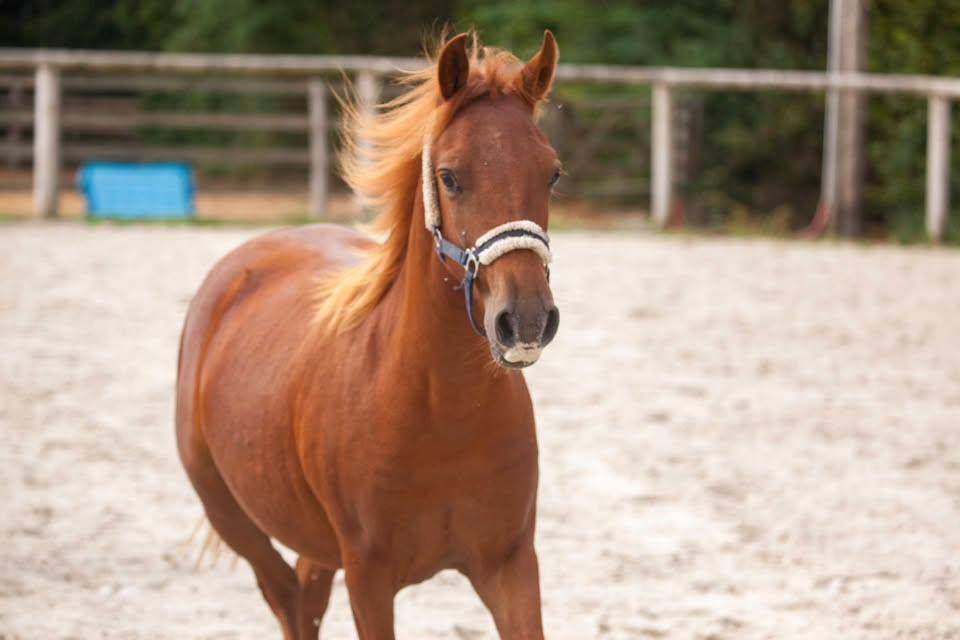Yegua New Forest En venta 2025 Alaz&aacute;n por L'ancelot du m&eacute;nage
