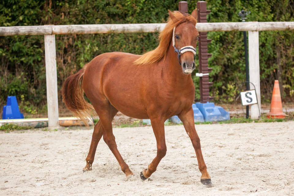 Yegua New Forest En venta 2025 Alaz&aacute;n por L'ancelot du m&eacute;nage