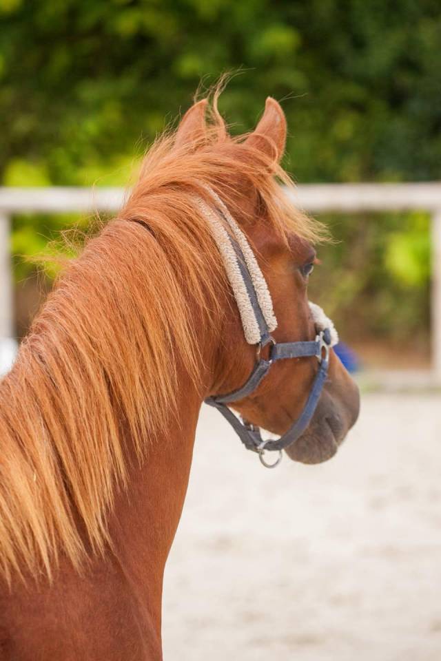 Yegua New Forest En venta 2025 Alaz&aacute;n por L'ancelot du m&eacute;nage