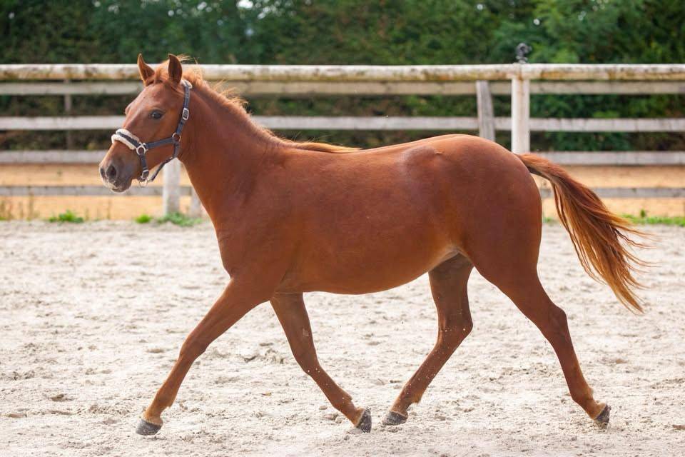 Yegua New Forest En venta 2025 Alaz&aacute;n por L'ancelot du m&eacute;nage