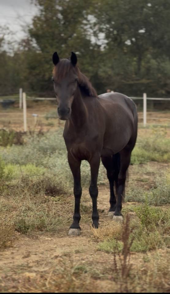 Yegua Connemara En venta 2013 Negro por QUICK DU BUTIN