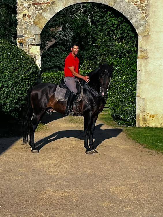 Semental PRE Pura Raza Espa&ntilde;ola En venta 2016 Bayo moreno