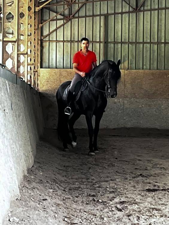Semental PRE Pura Raza Espa&ntilde;ola En venta 2016 Bayo moreno