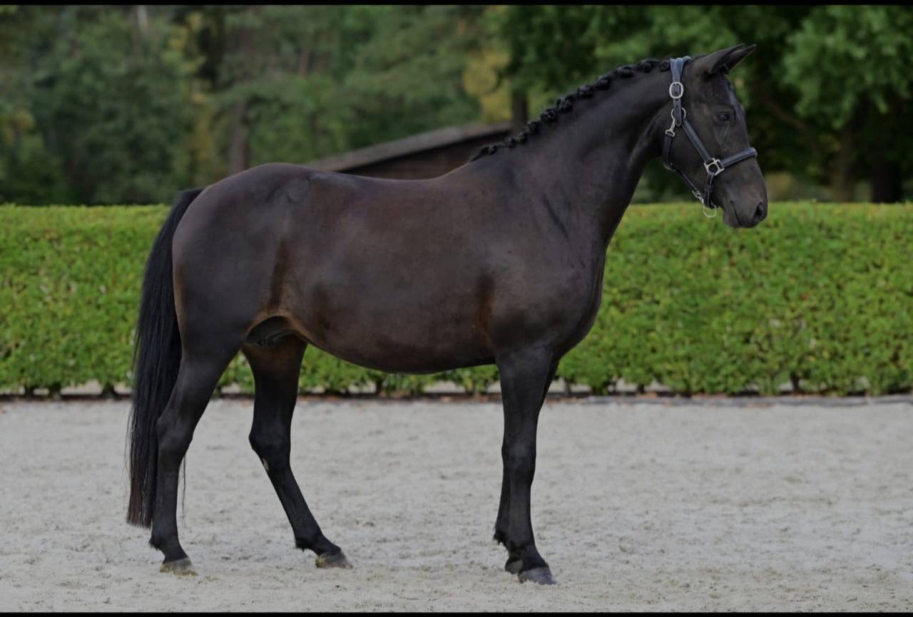 Yegua New Forest En venta 2021 Negro por Riddersholm Salem