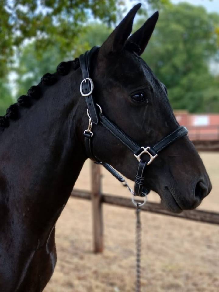 Yegua New Forest En venta 2021 Negro por Riddersholm Salem
