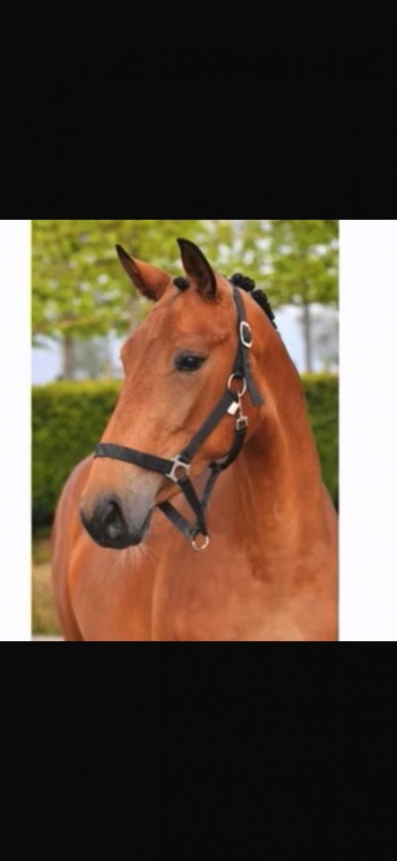 Yegua BWP Caballo de Sangre Belga En venta 2021 Bayo