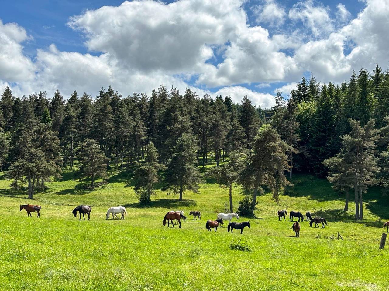 Propiedad de turismo ecuestre En venta Alto Loira