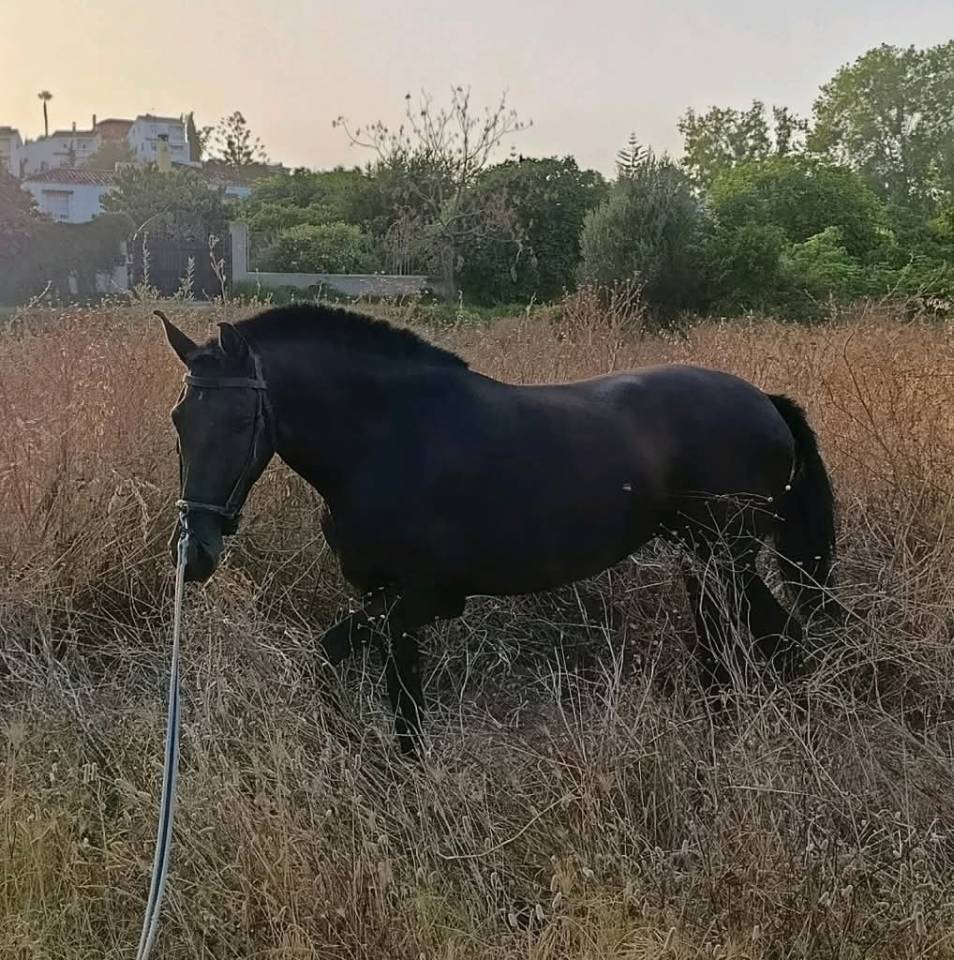 **Potra PRE NEGRA en venta**