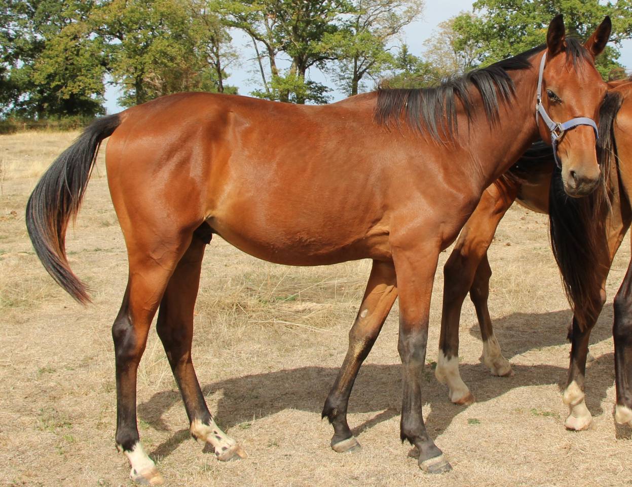 Potro Silla Franc&eacute;s En venta 2025 Bayo