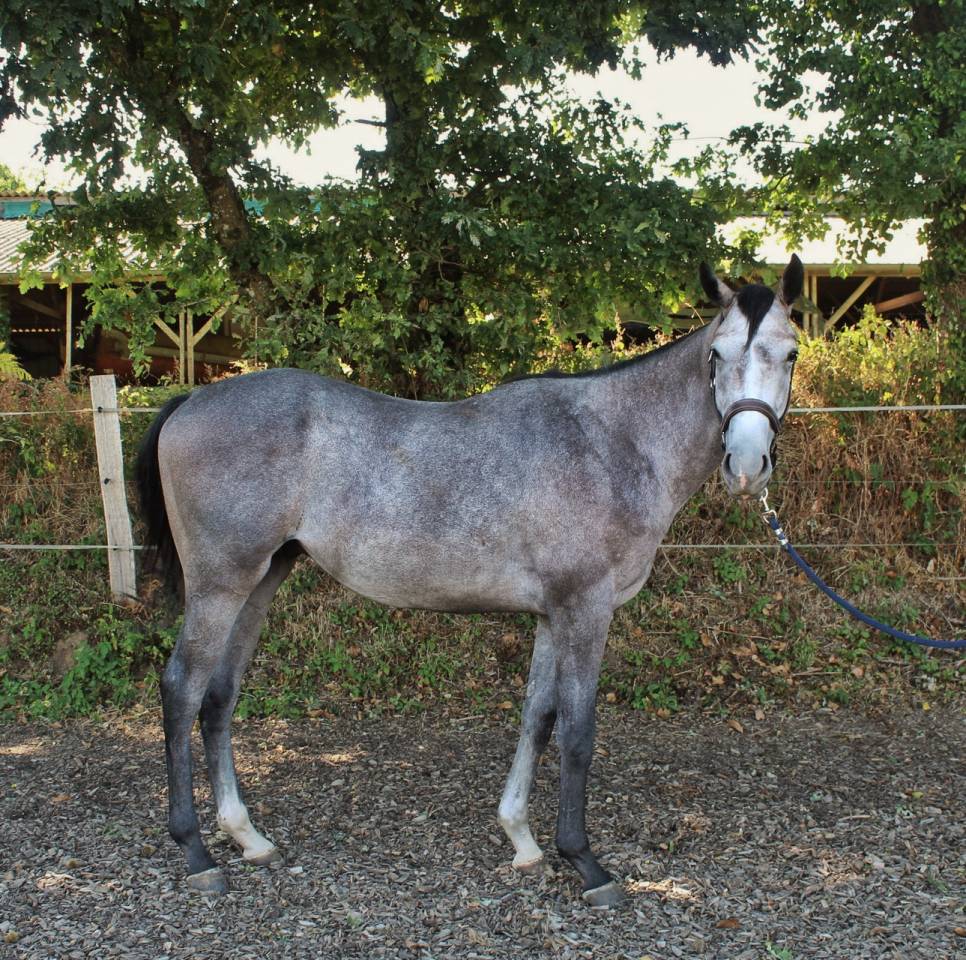 Caballo entero Pura Sangre Ingl&eacute;s En venta 2023 Tordo