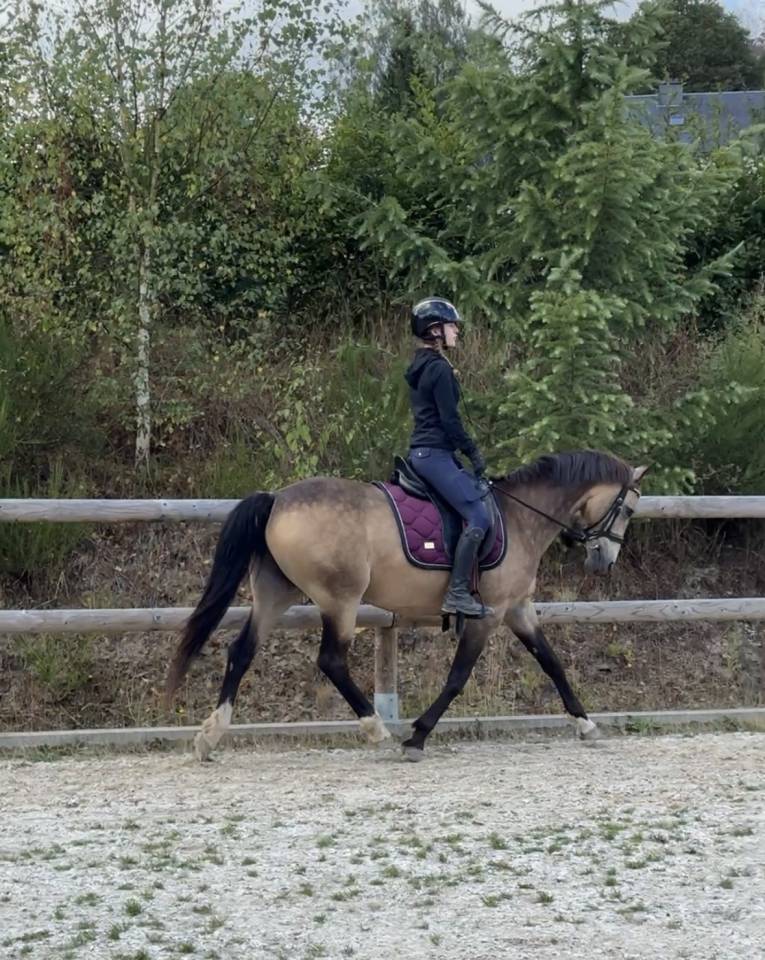 Yegua Poni de Silla Belga En venta 2015 Isabelo