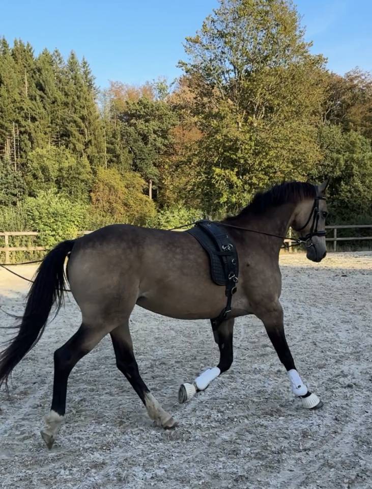 Yegua Poni de Silla Belga En venta 2015 Isabelo
