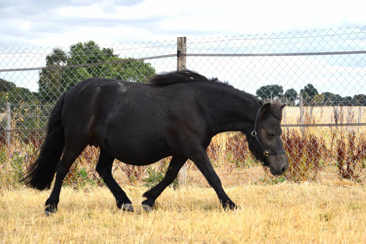 Yegua de ganader&iacute;a Shetland En venta 2018 Negro por Artiste de prat braz
