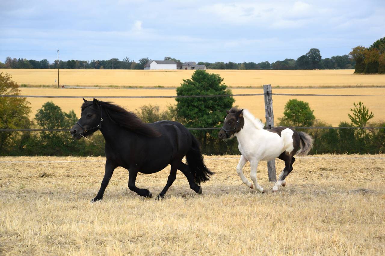 Yegua de ganader&iacute;a Shetland En venta 2018 Negro por Artiste de prat braz