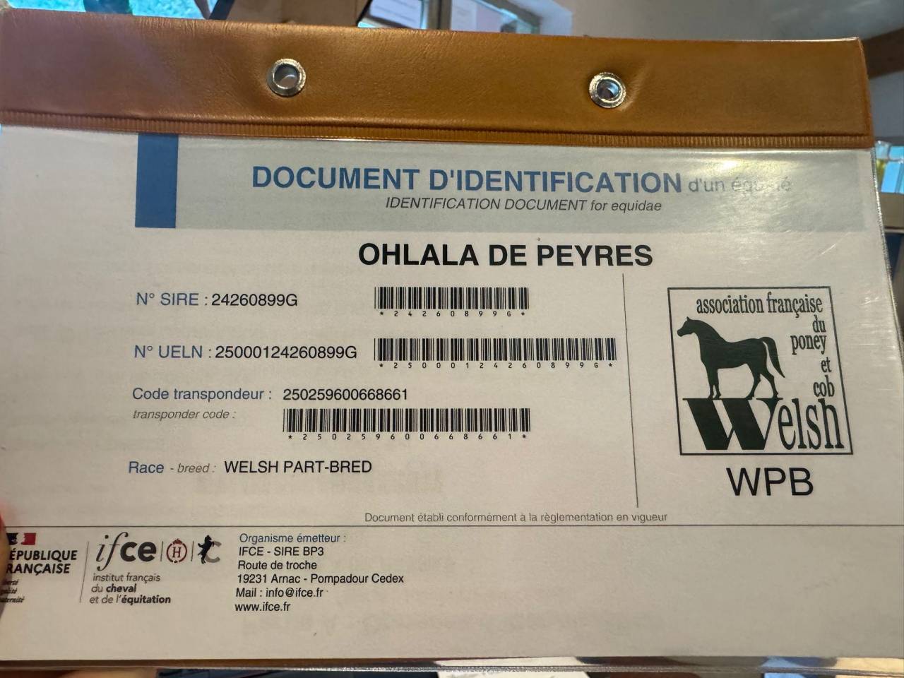 Yegua Welsh Part Bred En venta 2024 Negro por Itak de l&rsquo;ourea