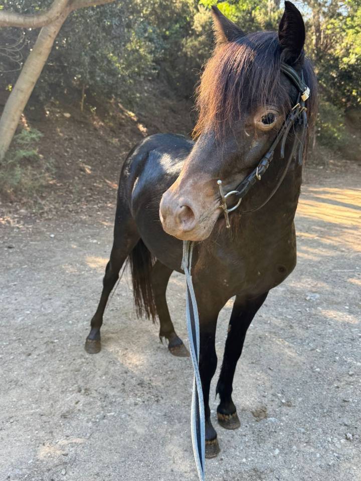 Yegua Welsh Part Bred En venta 2024 Negro por Itak de l&rsquo;ourea