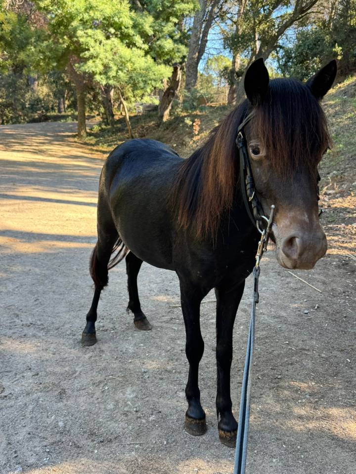 Yegua Welsh Part Bred En venta 2024 Negro por Itak de l&rsquo;ourea