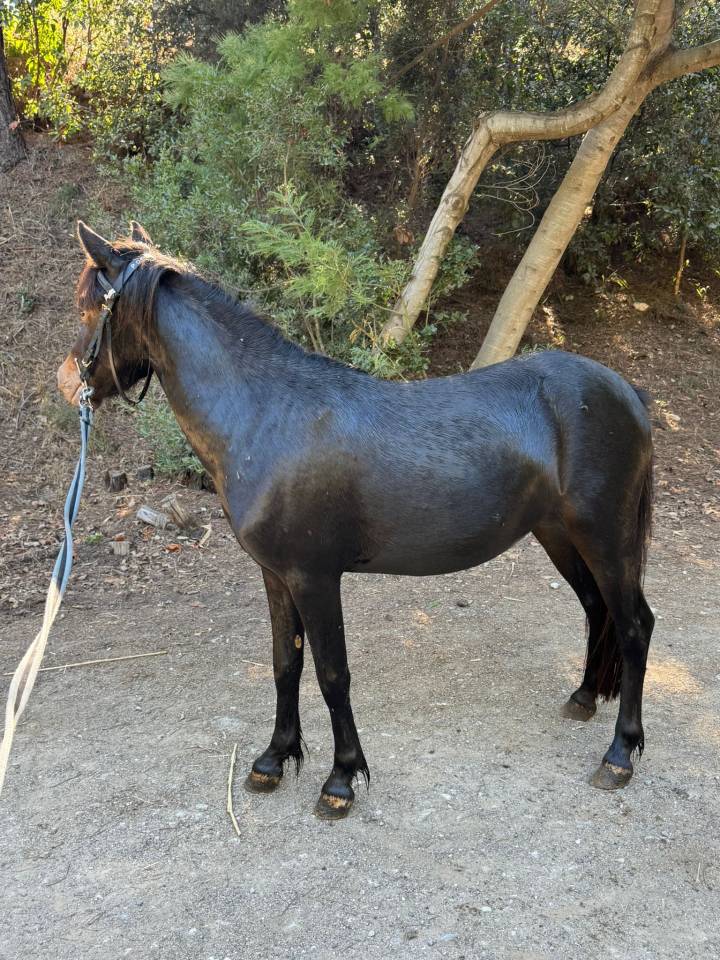 Yegua Welsh Part Bred En venta 2024 Negro por Itak de l&rsquo;ourea