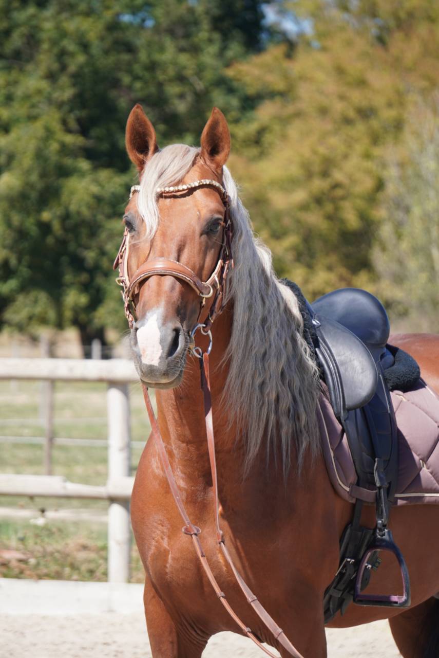 Semental PRE Pura Raza Espa&ntilde;ola En venta 2017 Palomino