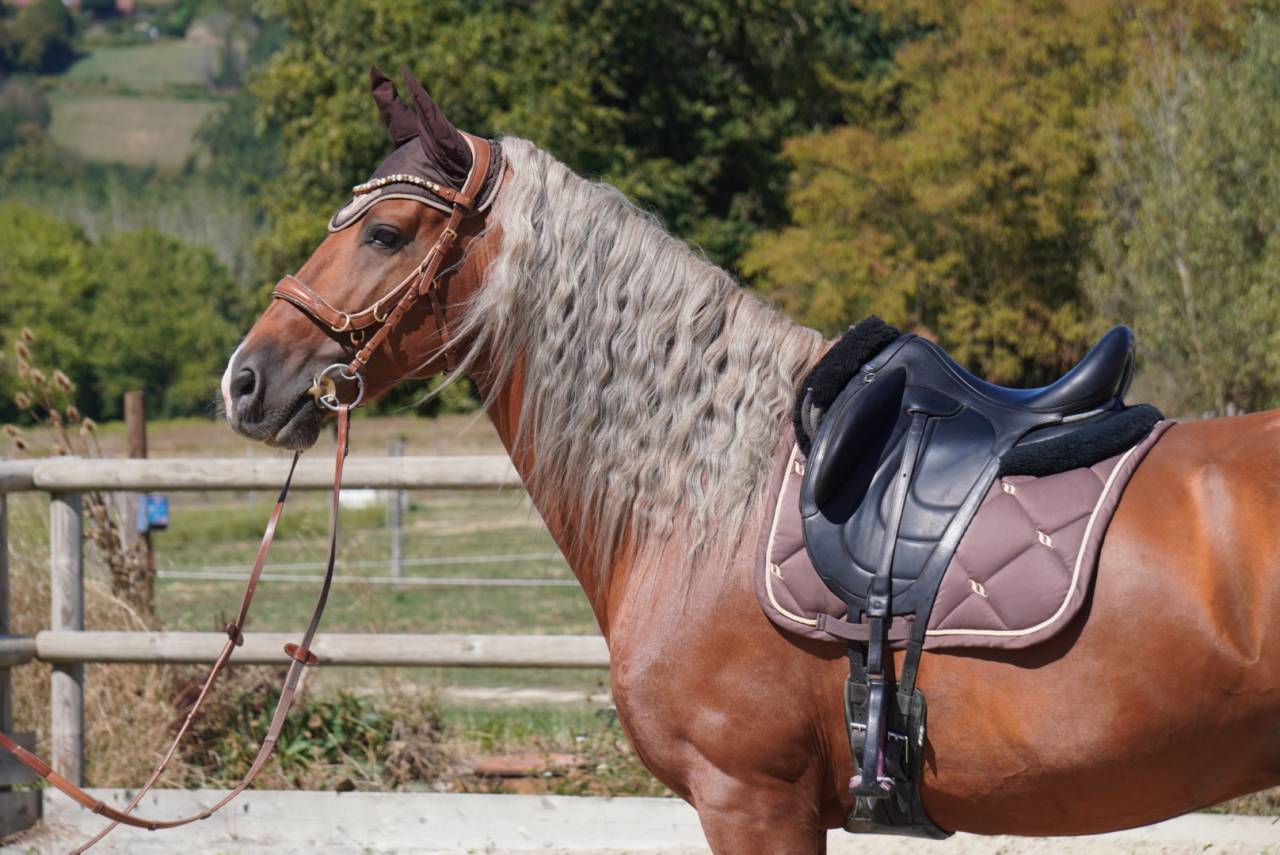 Semental PRE Pura Raza Espa&ntilde;ola En venta 2017 Palomino