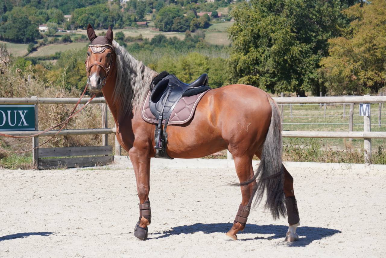 Semental PRE Pura Raza Espa&ntilde;ola En venta 2017 Palomino