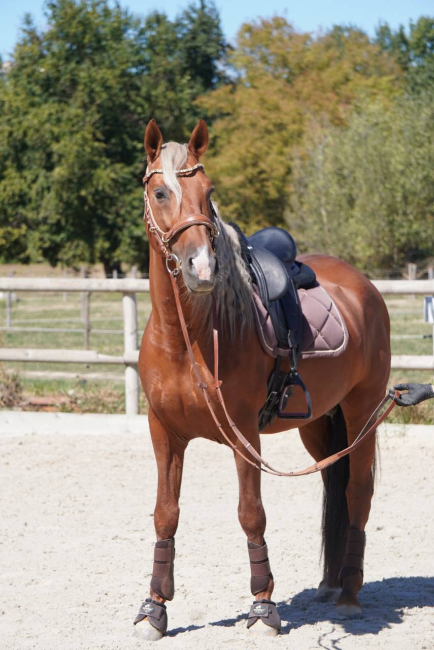 Semental PRE Pura Raza Espa&ntilde;ola En venta 2017 Palomino