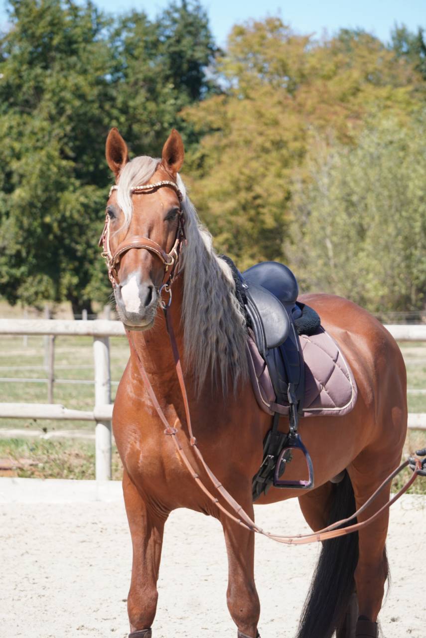 Semental PRE Pura Raza Espa&ntilde;ola En venta 2017 Palomino