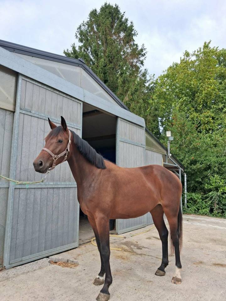 Yegua sBs Caballo de Deporte Belga En venta 2023 Bayo por Eldorado Van de Zeshoeck