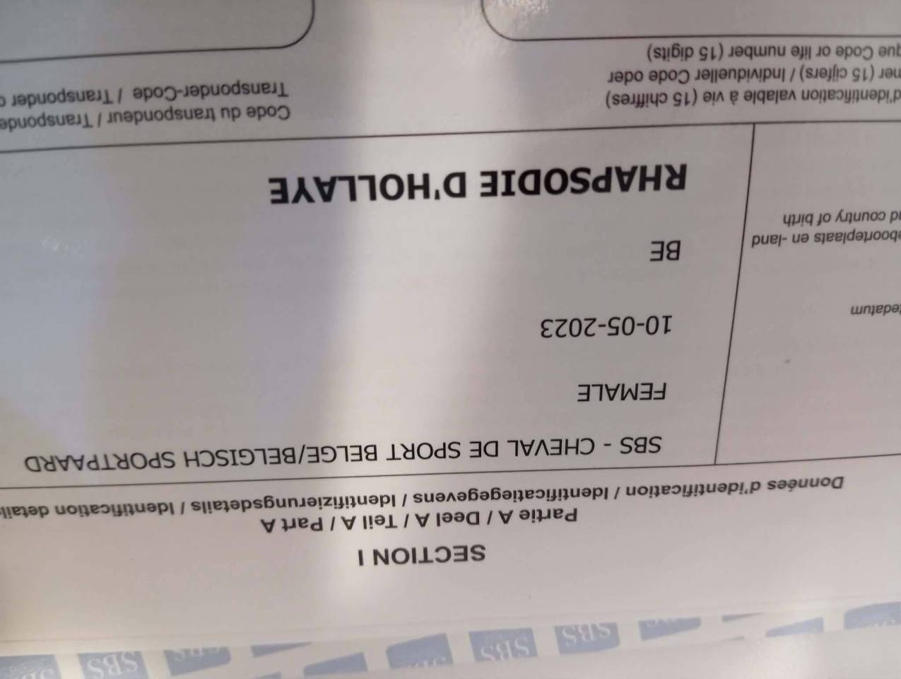 Yegua sBs Caballo de Deporte Belga En venta 2023 Bayo por Eldorado Van de Zeshoeck