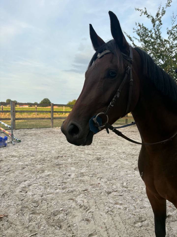 Yegua sBs Caballo de Deporte Belga En venta 2023 Bayo por Eldorado Van de Zeshoeck
