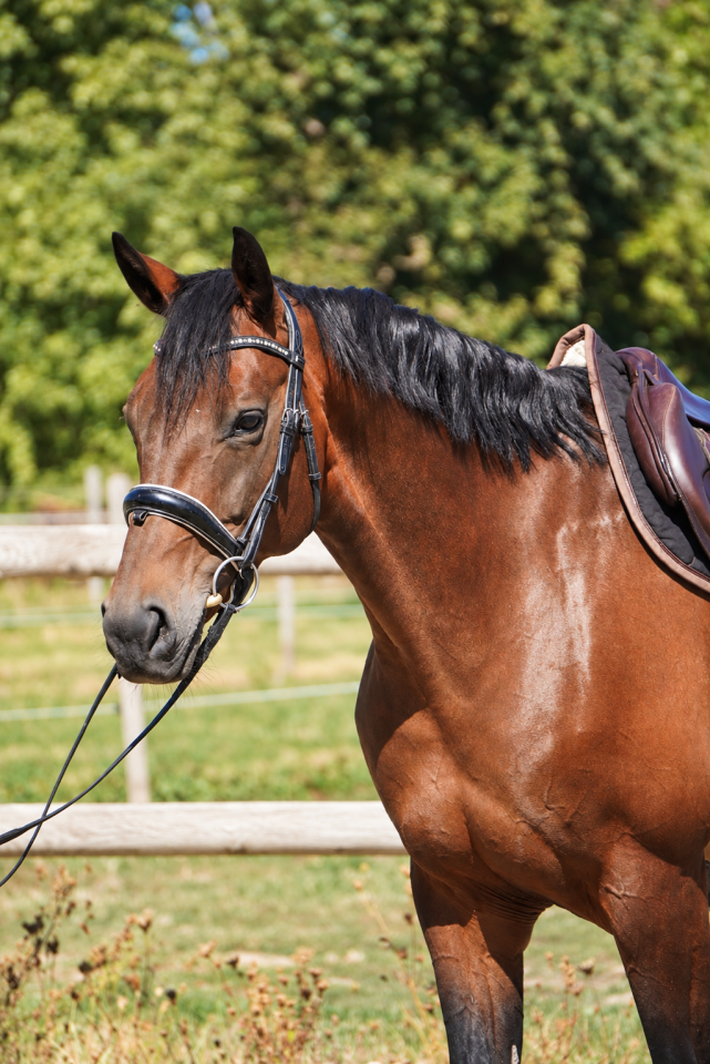 Yegua Silla Franc&eacute;s En venta 2016 Bayo moreno