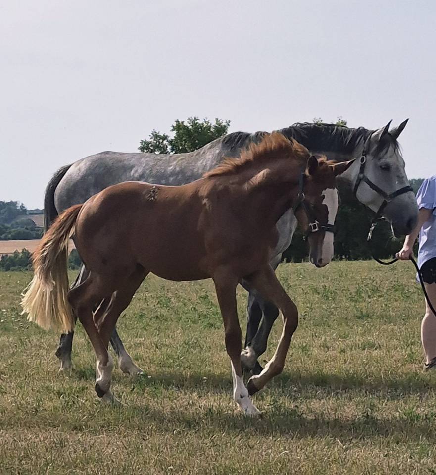 Yegua sBs Caballo de Deporte Belga En venta 2026 Alaz&aacute;n por CANDY DE NANTUEL