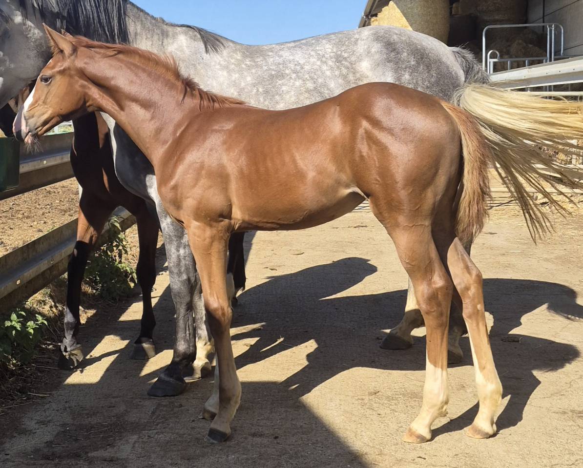 Yegua sBs Caballo de Deporte Belga En venta 2026 Alaz&aacute;n por CANDY DE NANTUEL