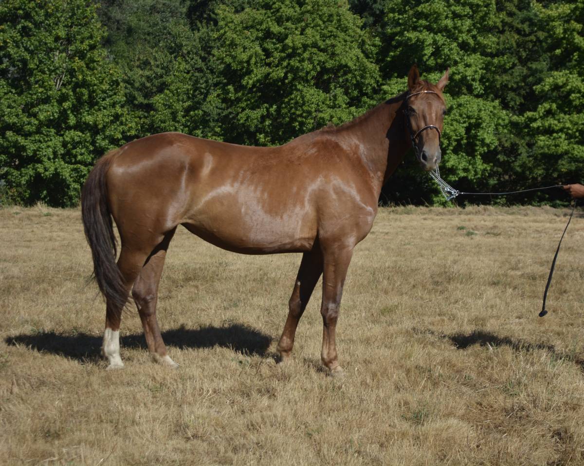 Yegua Silla Franc&eacute;s En venta 2021 Alaz&aacute;n por MYLORD CARTHAGO