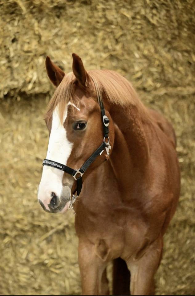 Caballo castrado Silla Franc&eacute;s En venta 2022 Alaz&aacute;n