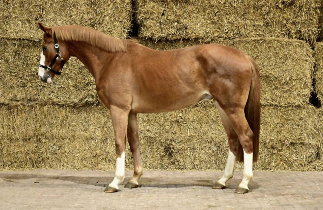 Caballo castrado Silla Franc&eacute;s En venta 2022 Alaz&aacute;n