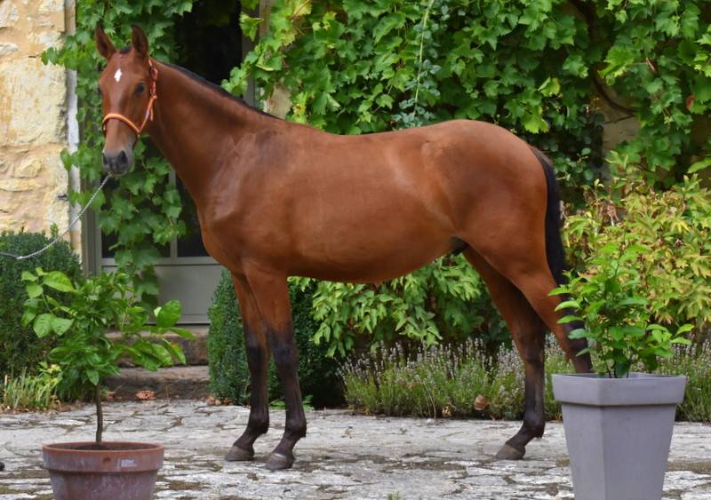 Potro PRE Pura Raza Espa&ntilde;ola En venta 2025 Bayo por Oficial de la Espada