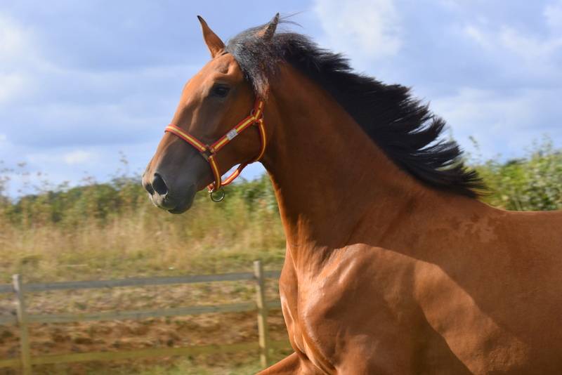 Caballo castrado PRE Pura Raza Espa&ntilde;ola En venta 2024 Bayo por Botero LH