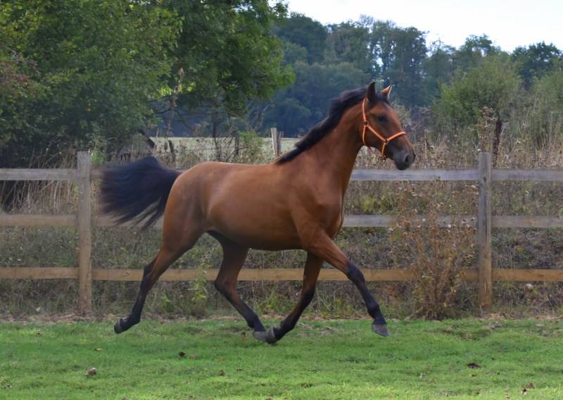 Caballo castrado PRE Pura Raza Espa&ntilde;ola En venta 2024 Bayo por Botero LH