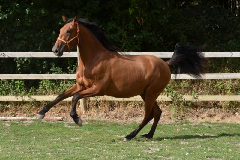 Caballo castrado PRE Pura Raza Espa&ntilde;ola En venta 2024 Bayo por Botero LH