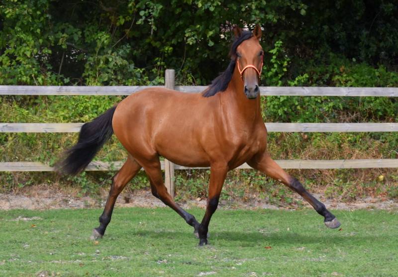 Caballo castrado PRE Pura Raza Espa&ntilde;ola En venta 2024 Bayo por Botero LH