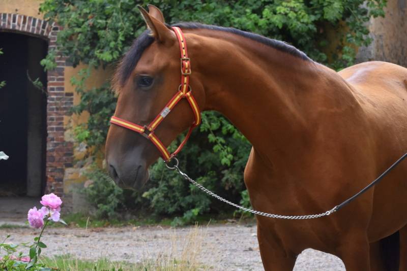 Caballo castrado PRE Pura Raza Espa&ntilde;ola En venta 2024 Bayo por Botero LH